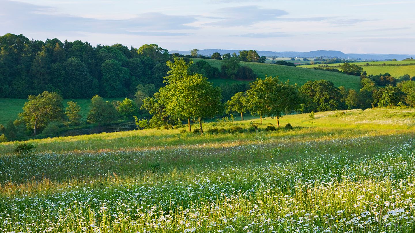 Green field with wildflowers in the foreground, trees and blue sky in the background.