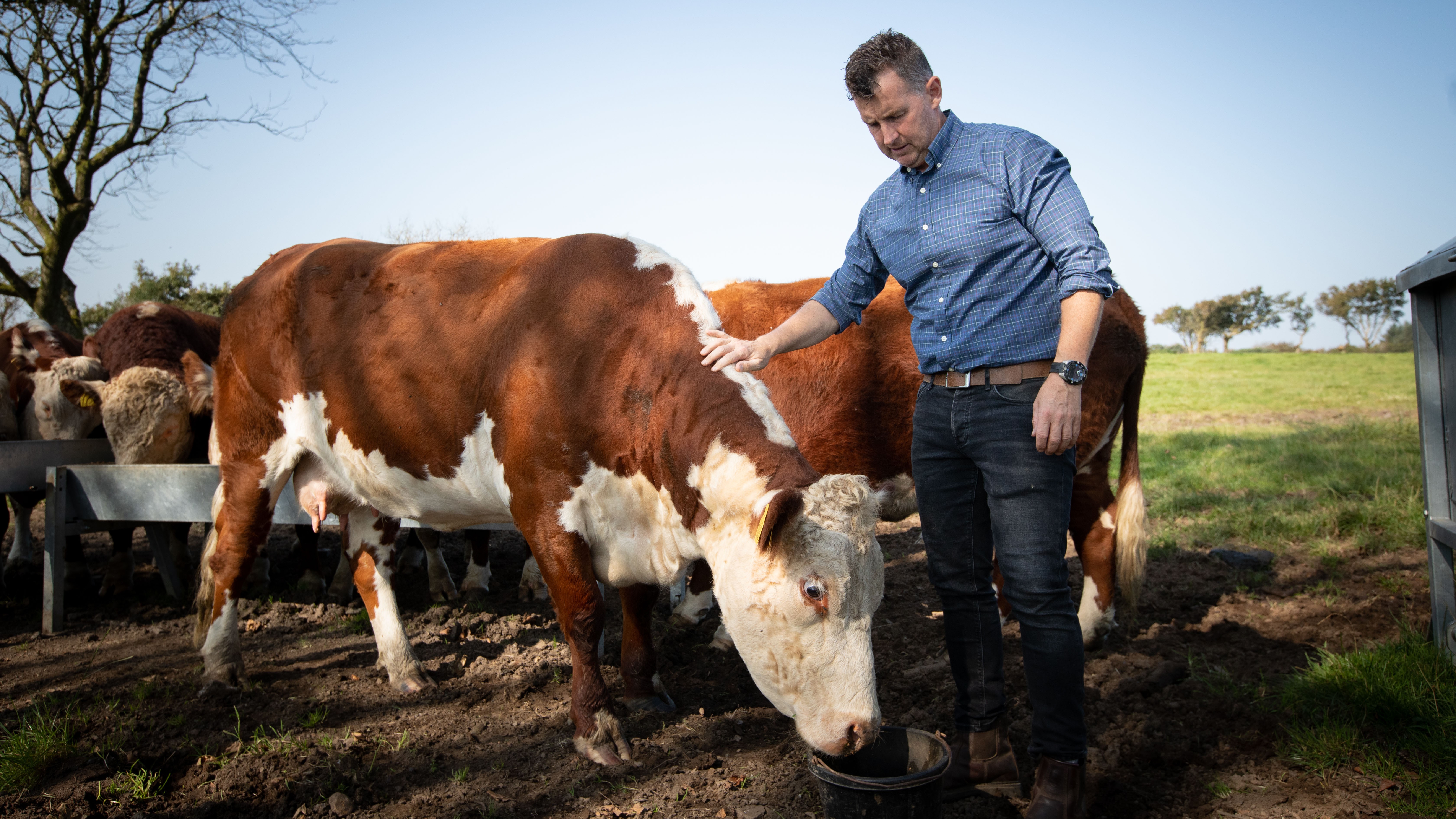 Nigel Owens with his cows.