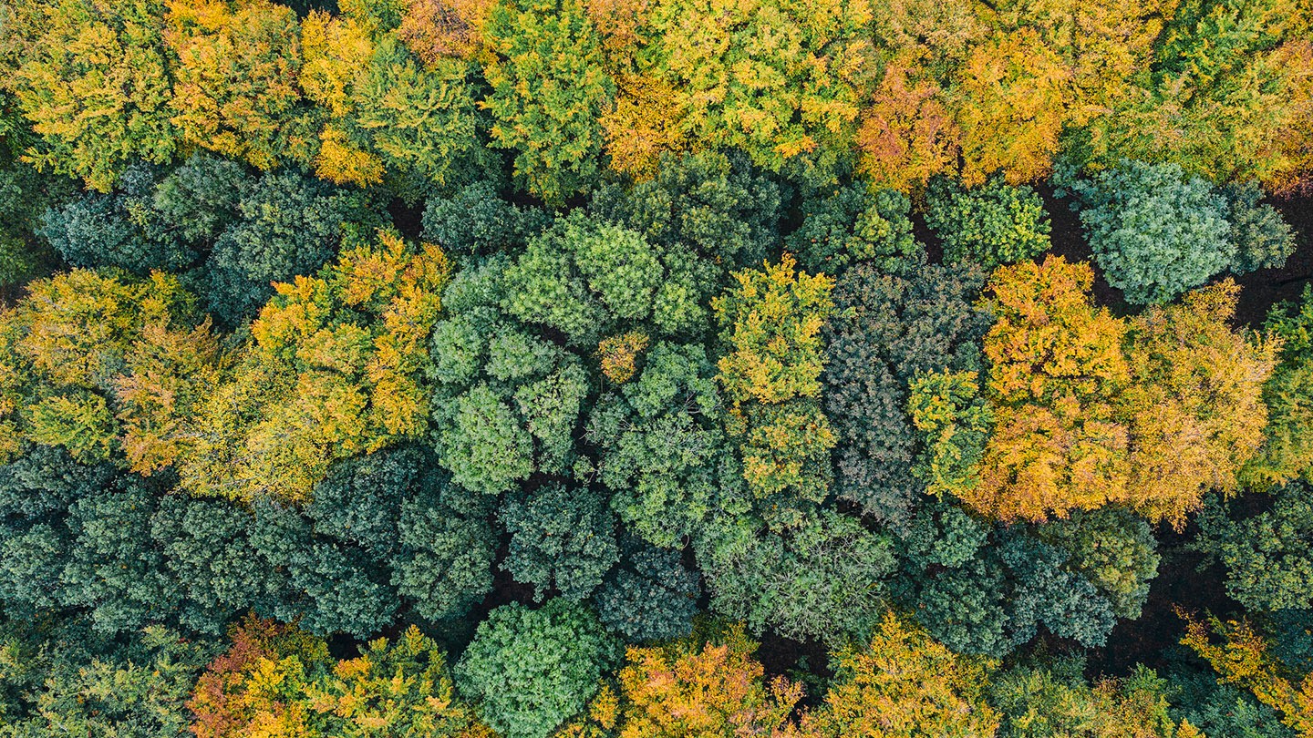 Overhead shot of a green forest