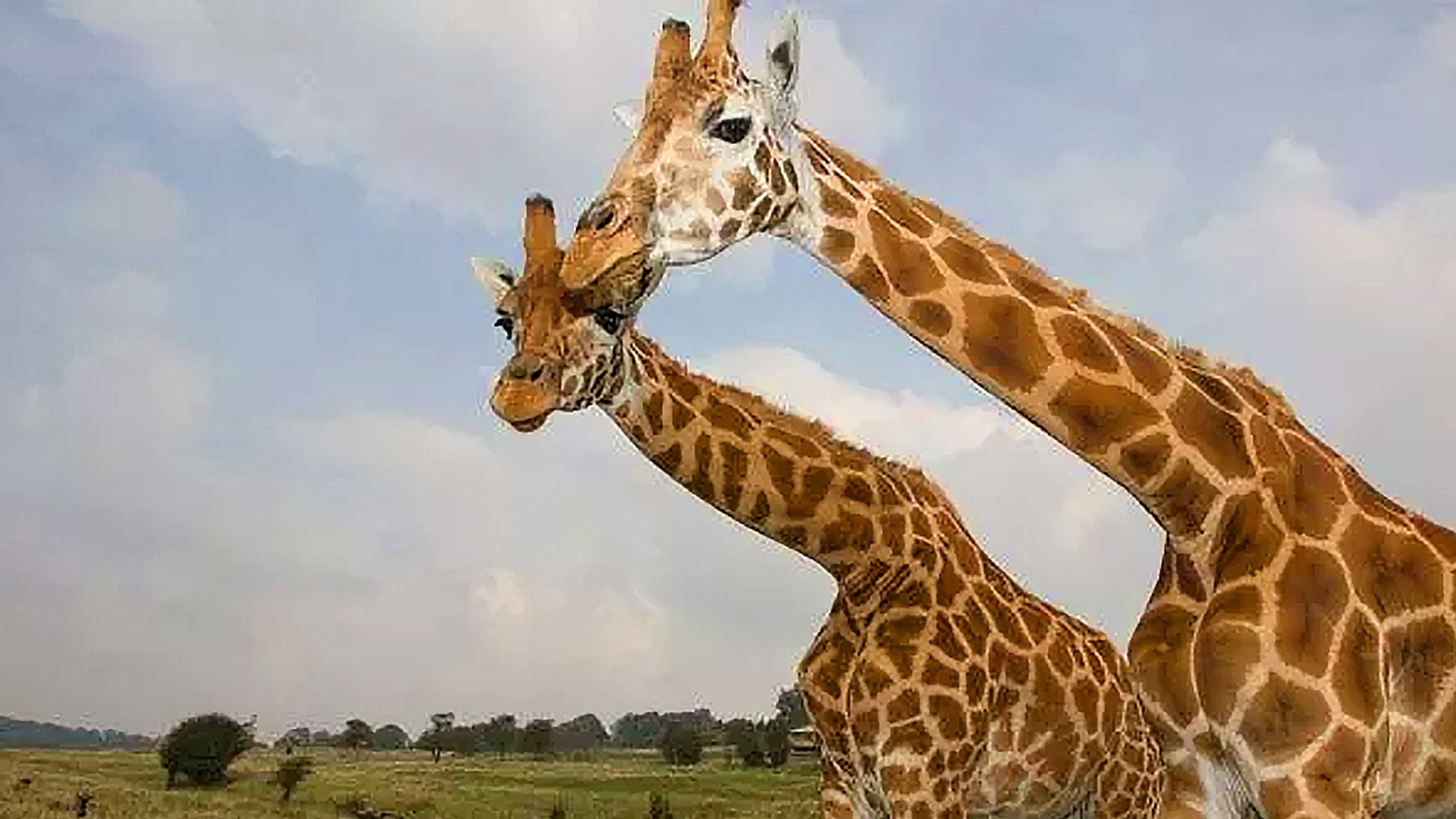 Giraffes roaming