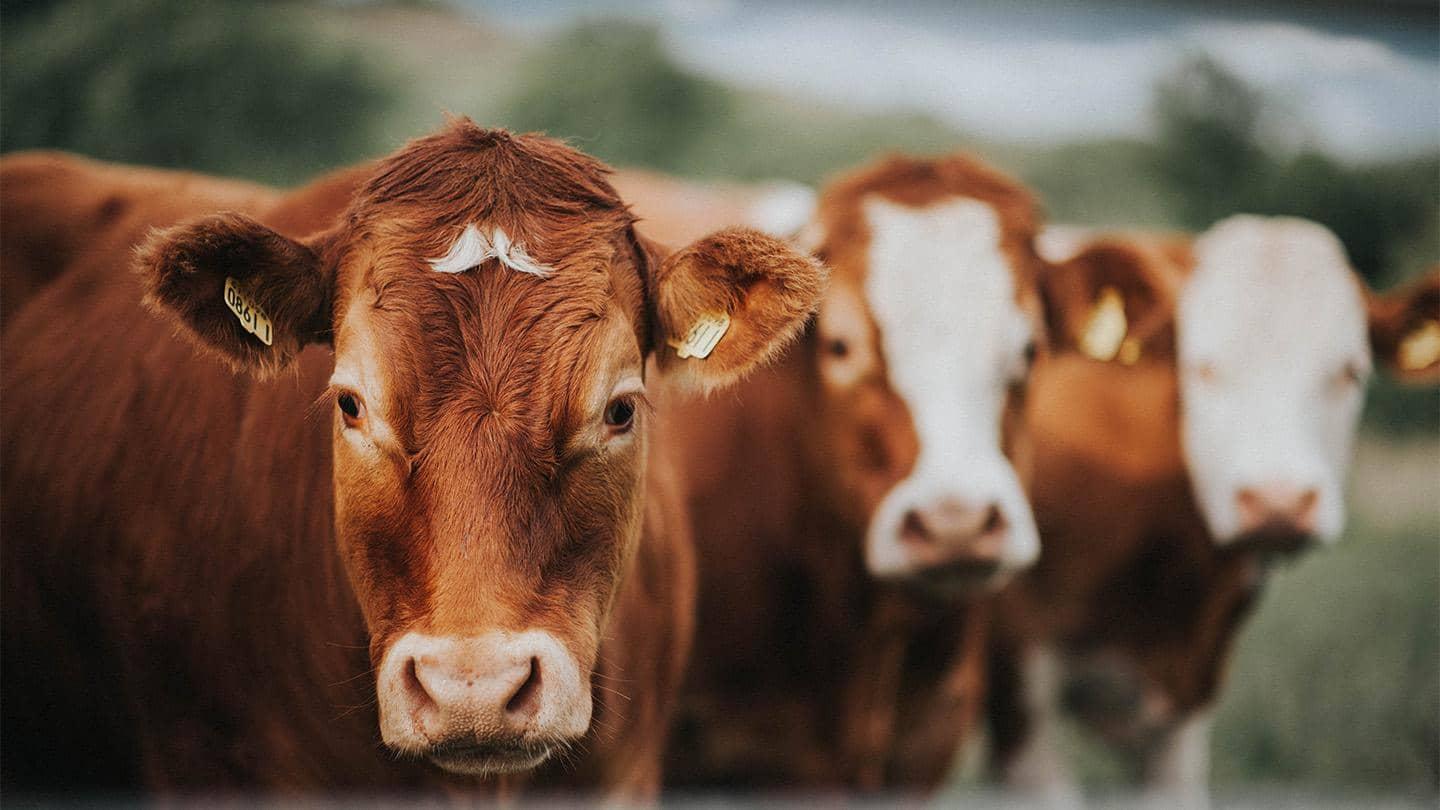 Close up of three cows in a field.