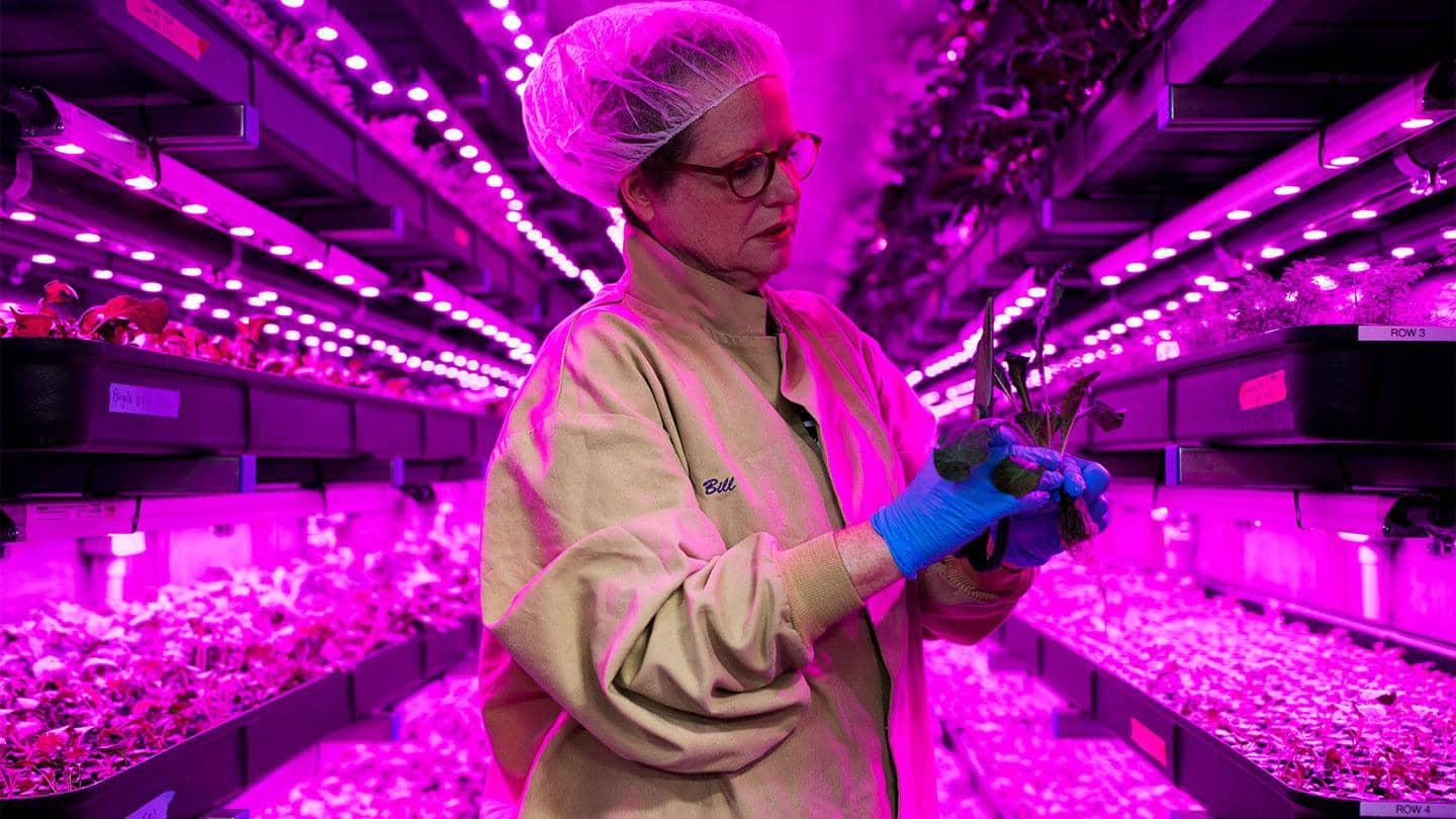 Mike Zelkind, CEO of 80 Acres Farms, stands among tomato plants in a pink-lit indoor farm.